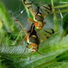 Bohrfliegen-Paarung, Urophora stylata, auf einer Speer-Distel