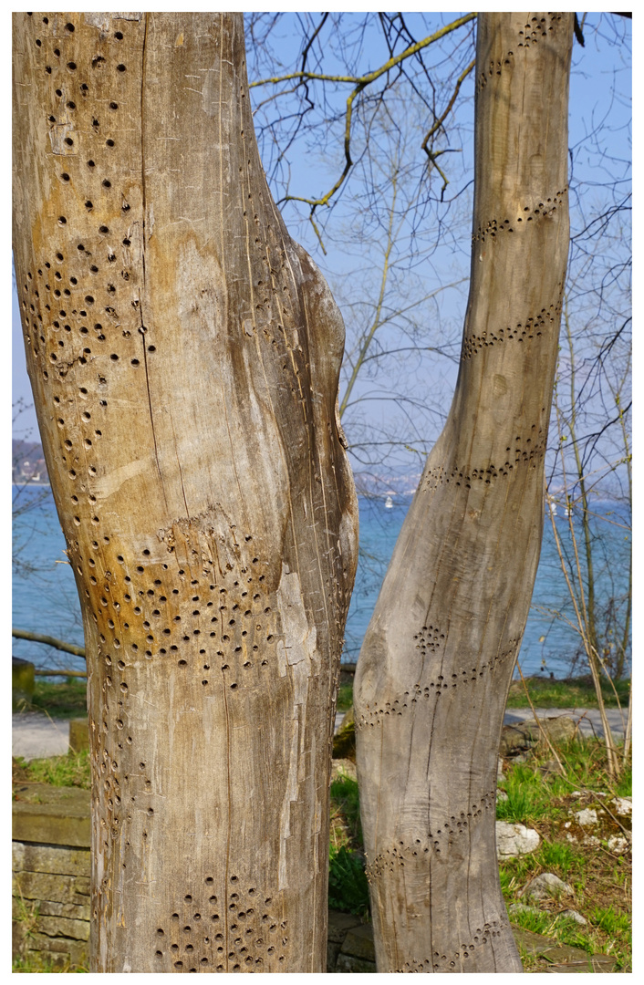 Bohrlöcher für Wildbienen