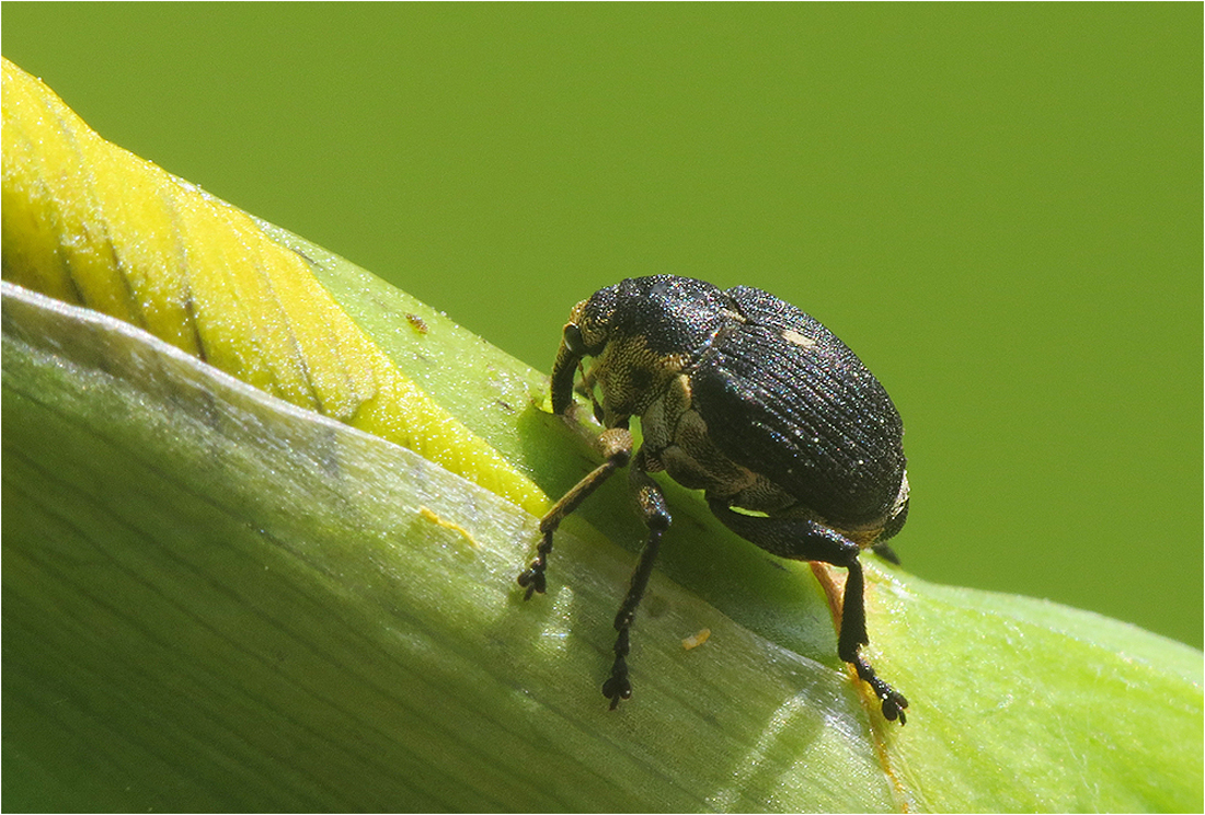  Bohrmaschinchen