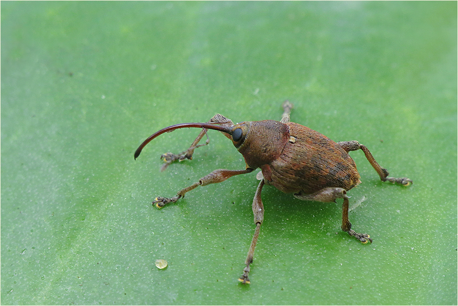  Bohrmaschinchen