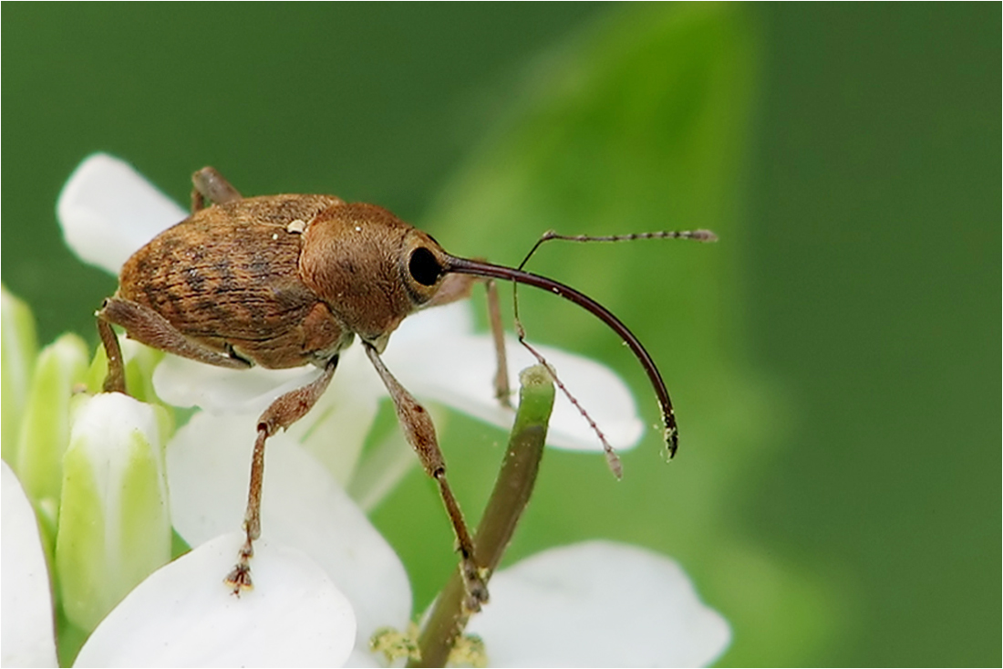  Bohrmaschinchen