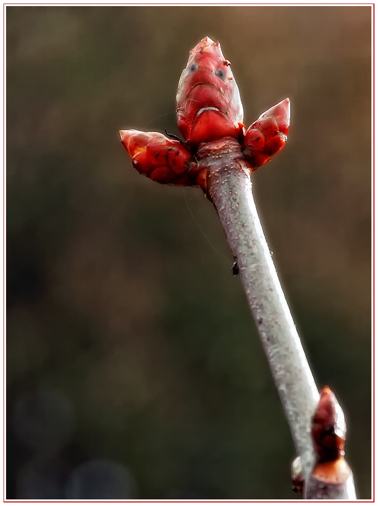 boh...un immer noch Nachtfrost....