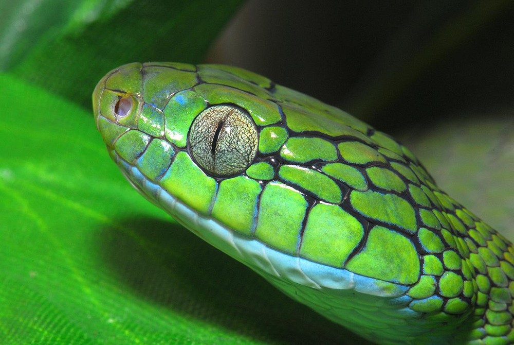 boiga cyanea Foto & Bild tiere, haustiere, terraristik Bilder auf