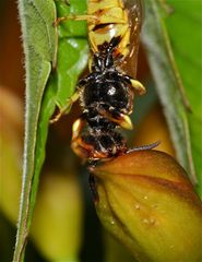 BOING ! AUAA ! Auch ein Bienenwolf (Philanthus triangulum) fällt mal auf den Kopf . . .