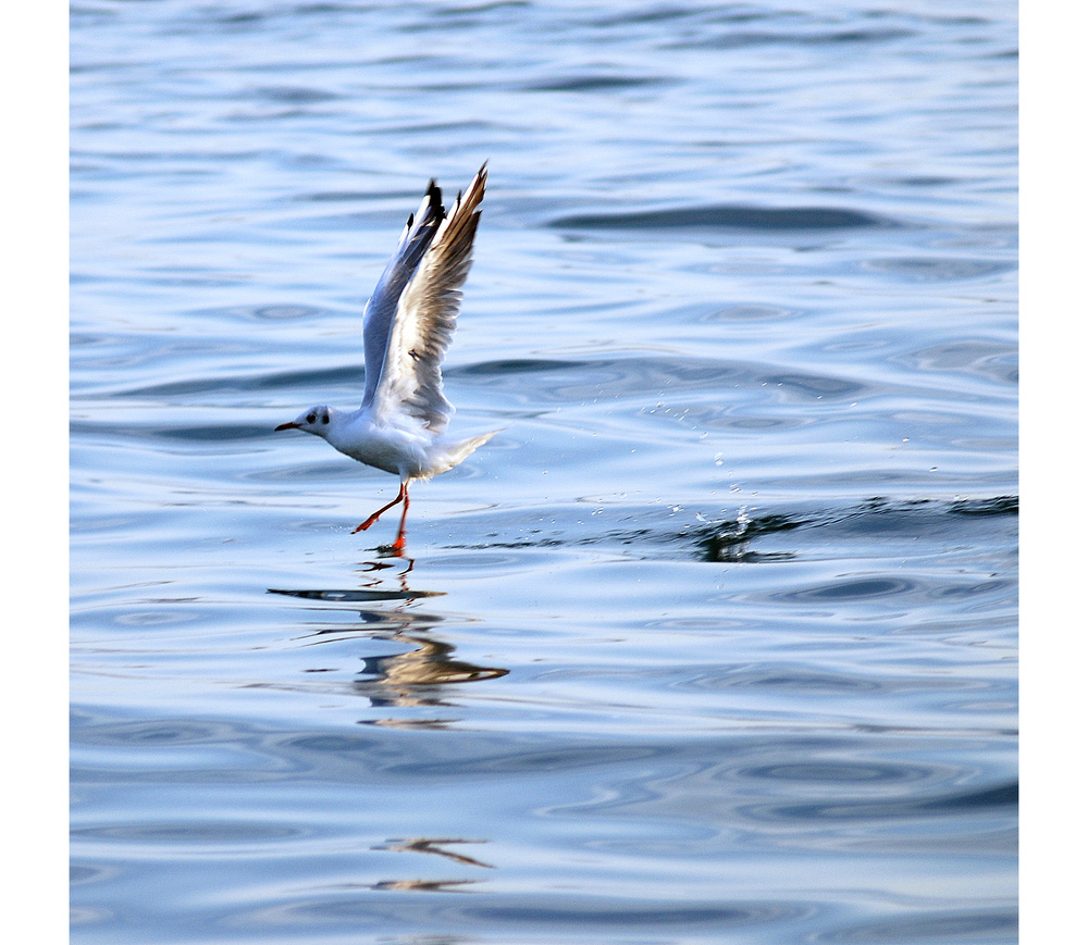 Boing Boing Boing (oder Dancing on Water)