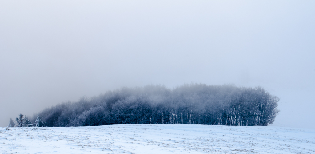 Bois dans la brume