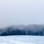 Bois dans la brume