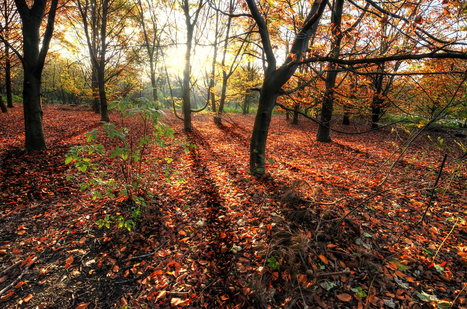 Bois de Boulogne_couleurs d'automne