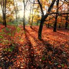 Bois de Boulogne_couleurs d'automne