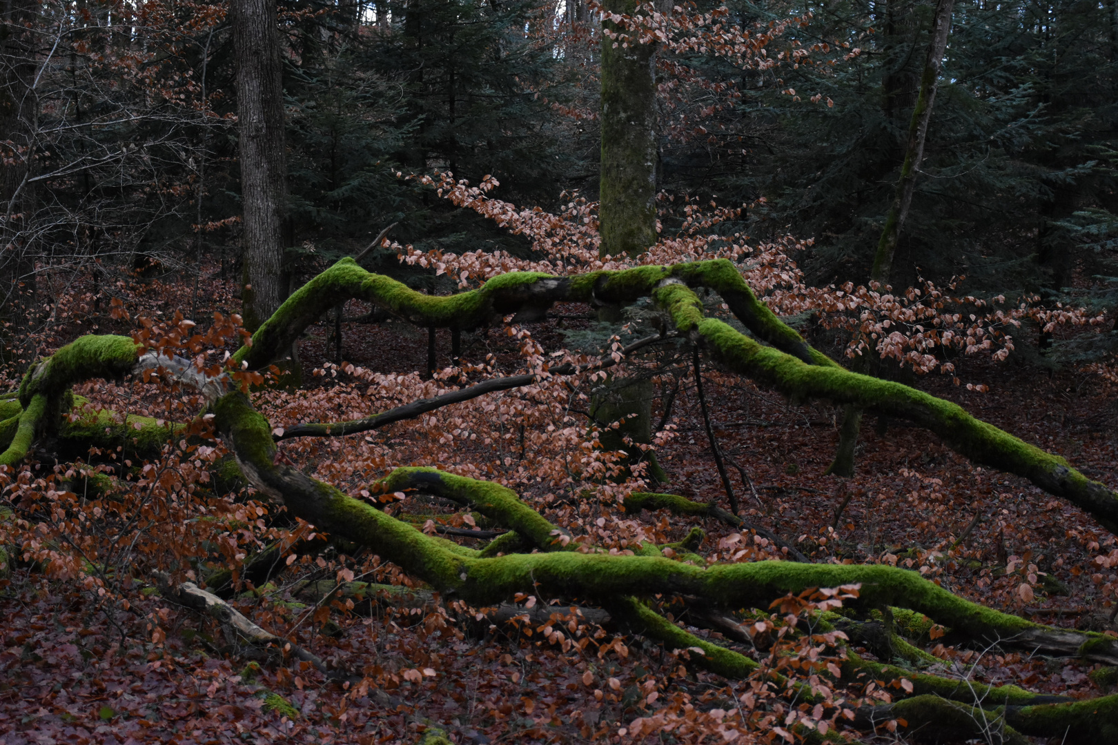 Bois de Chêne 1