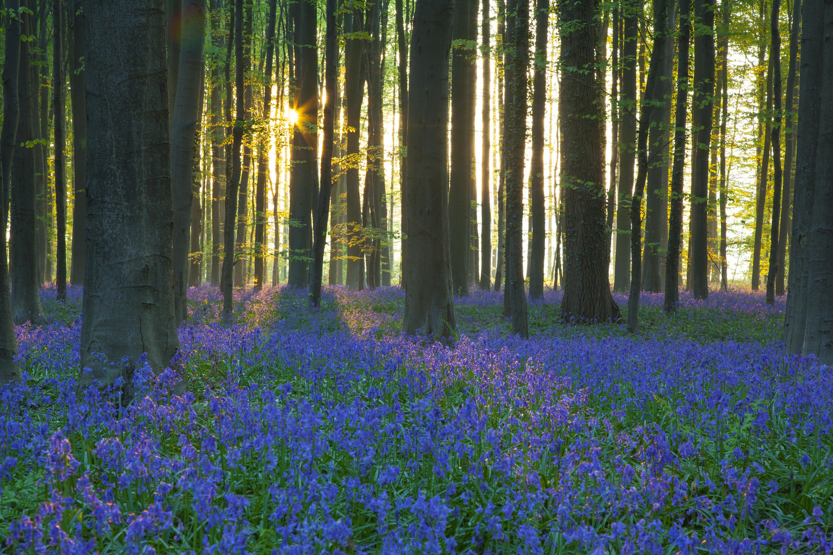 Bois de Halle, Belgium