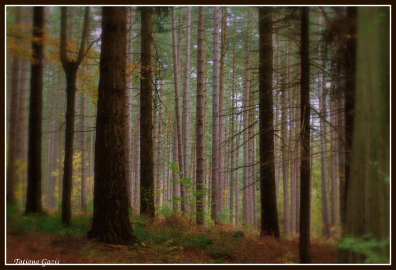 Bois de merdael