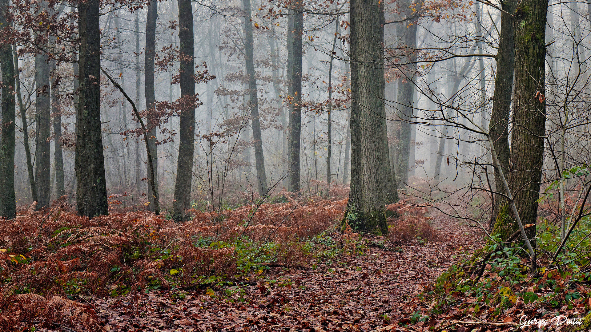 Bois de Rouville (Oise)