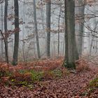 Bois de Rouville (Oise)