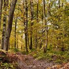 Bois de Rouville (Oise)