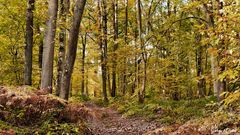 Bois de Rouville (Oise)