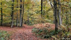 Bois de Rouville (Oise)