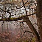 Bois de Rouville (Oise)