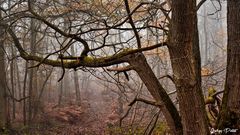 Bois de Rouville (Oise)