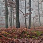 Bois de Rouville (Oise)