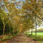 Bois de Vincennes