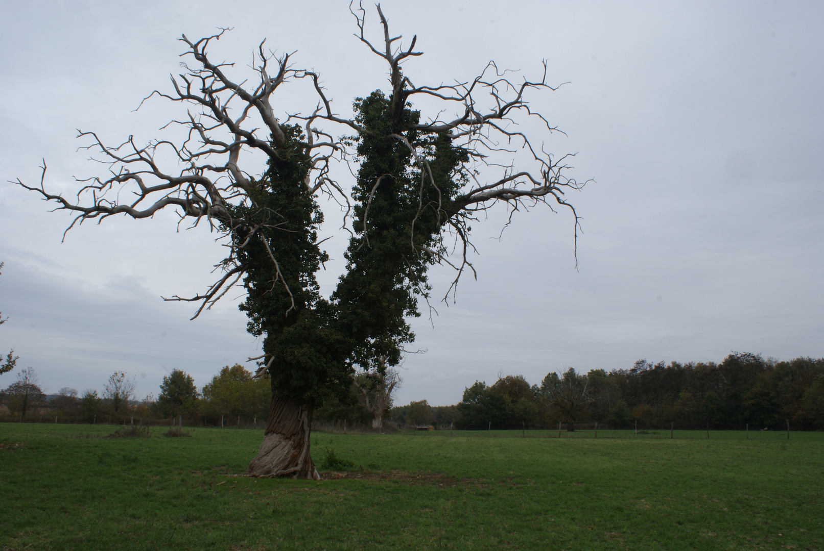 Bois et lierre