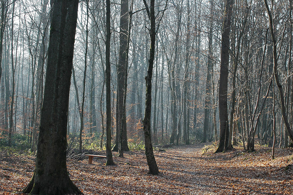 bois et repos d'automne