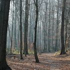 bois et repos d'automne