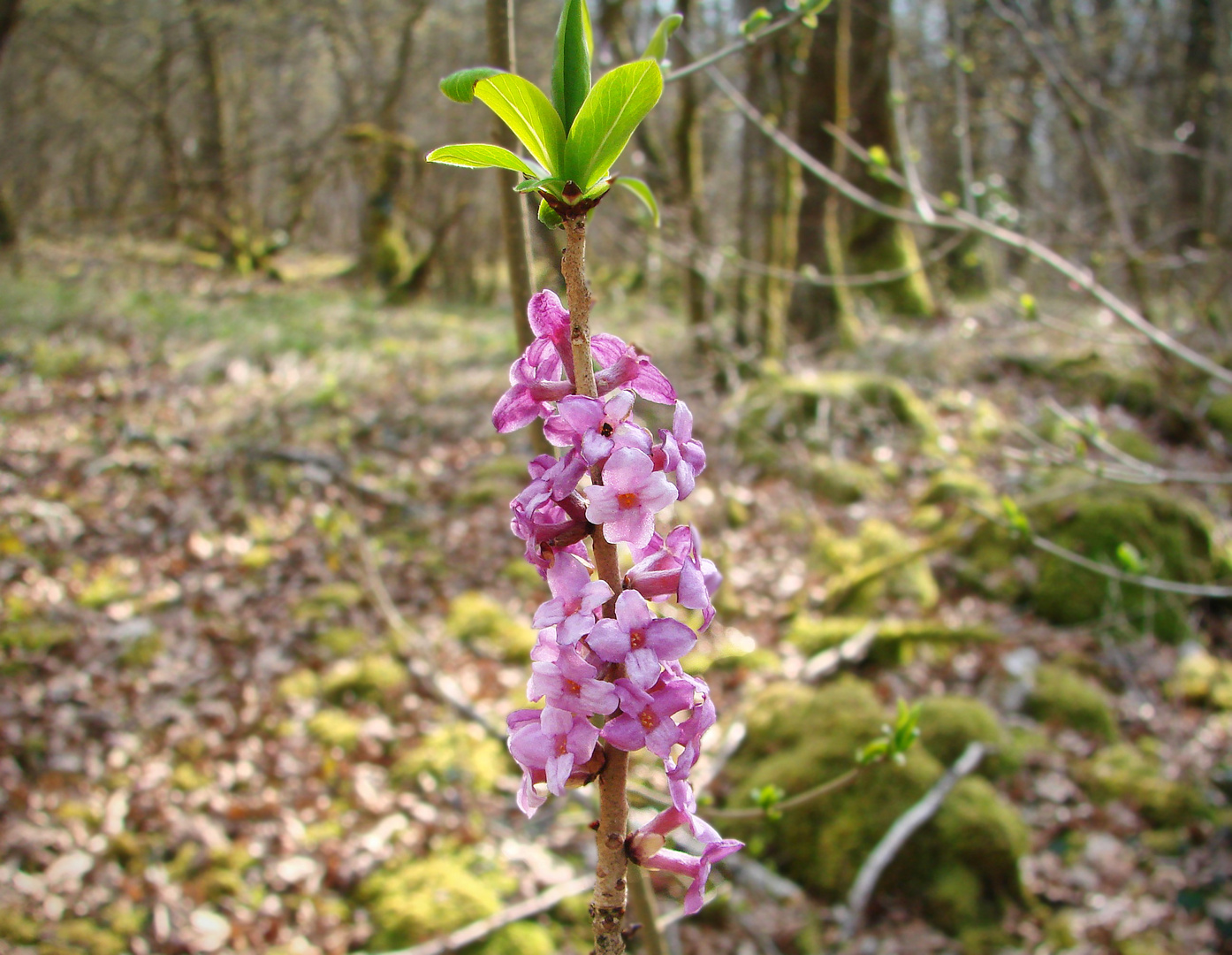 Bois Joli (Daphne mezereum)