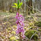 Bois Joli (Daphne mezereum)