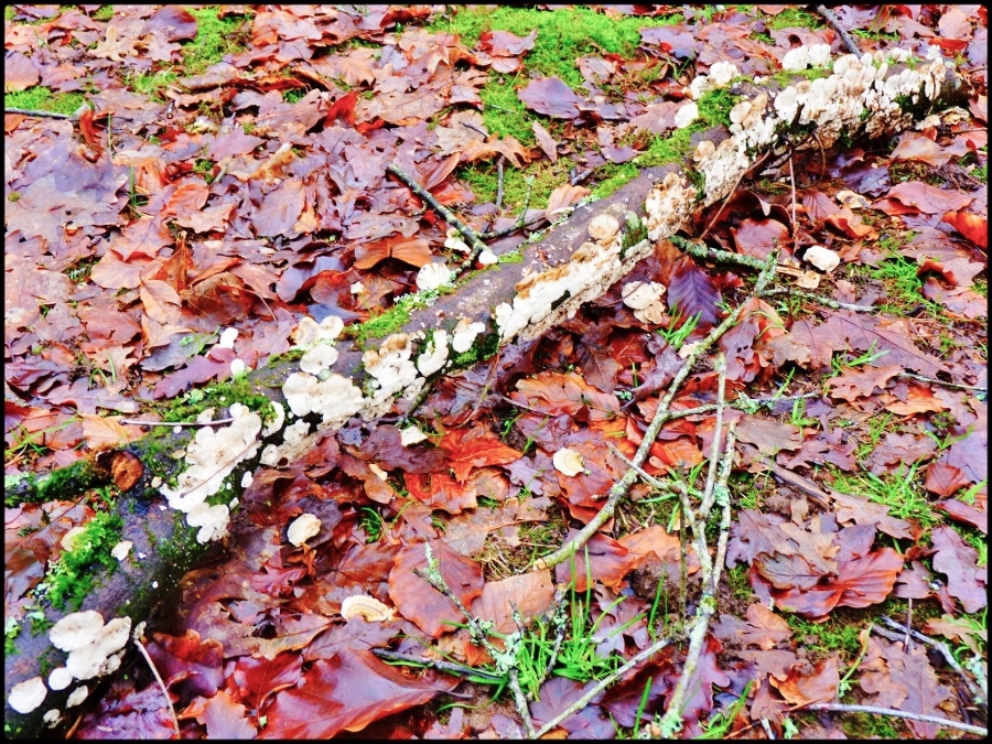 bois mort décoré