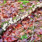 bois mort décoré