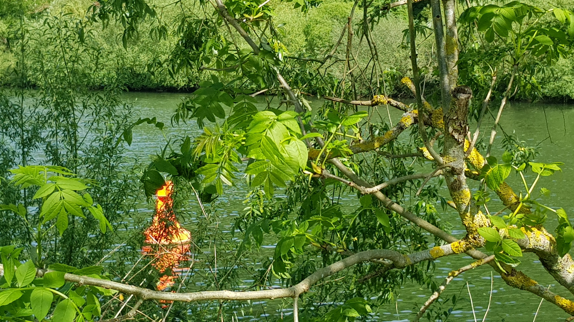 Boje im Neckar, von der Sonne vergoldet