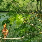 Boje im Neckar, von der Sonne vergoldet