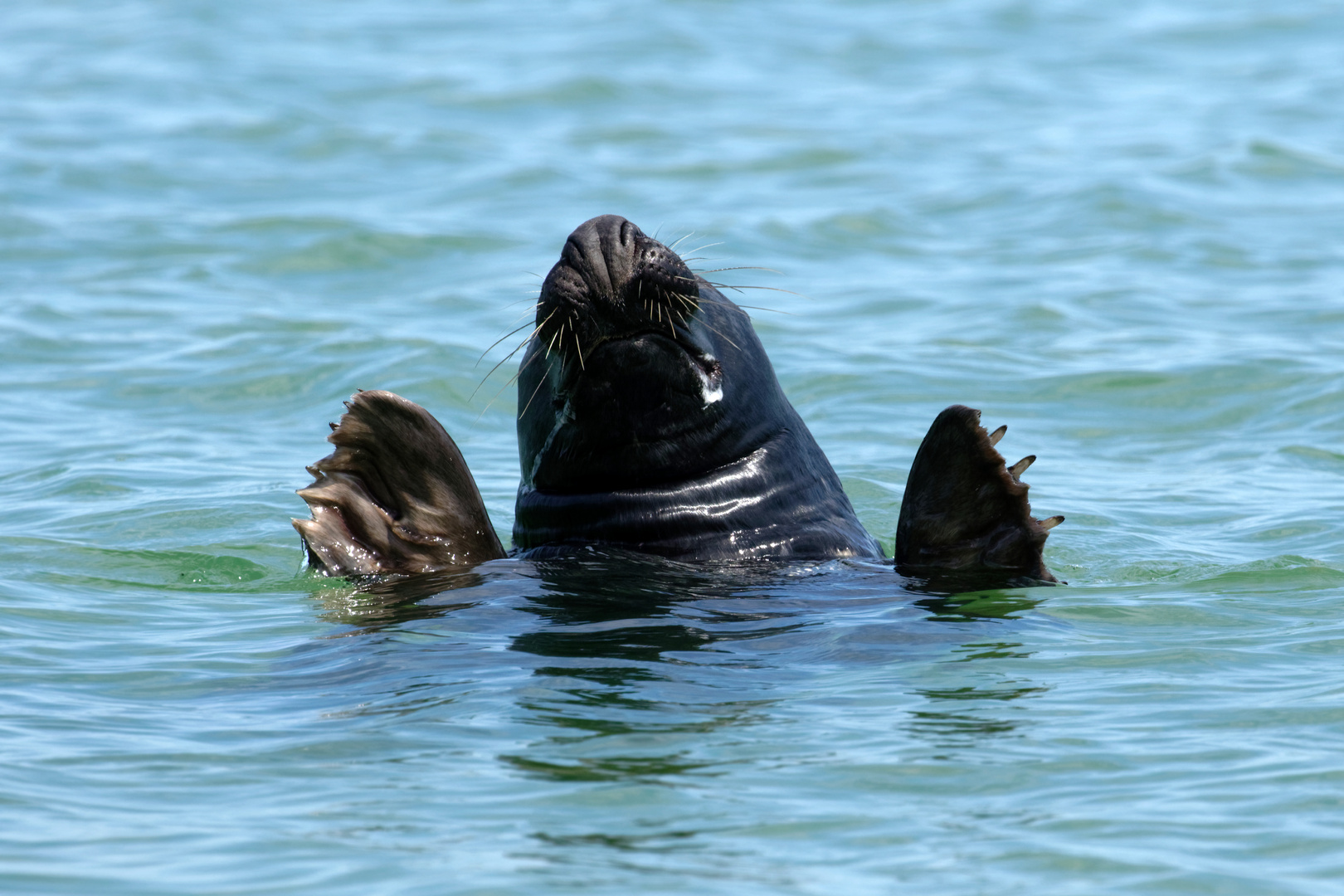 "Boje" Kegelrobbe auf Helgoland