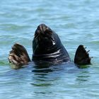 "Boje" Kegelrobbe auf Helgoland