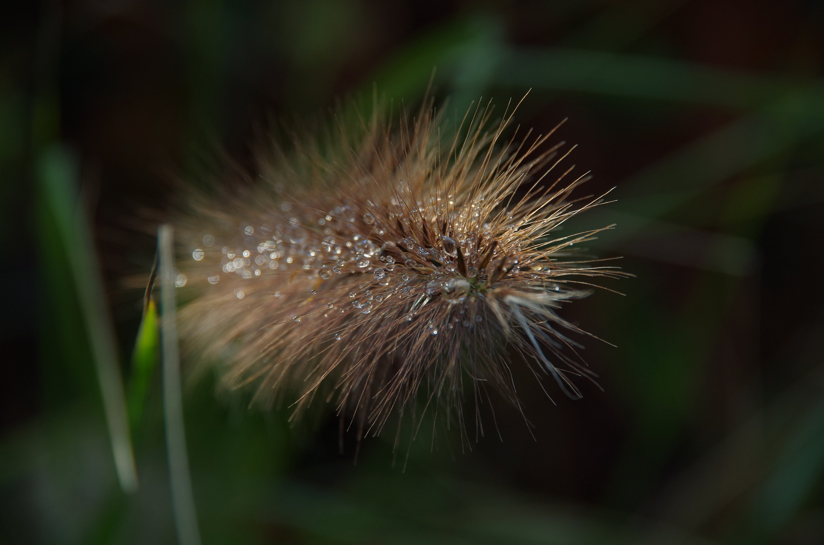 Bokeh