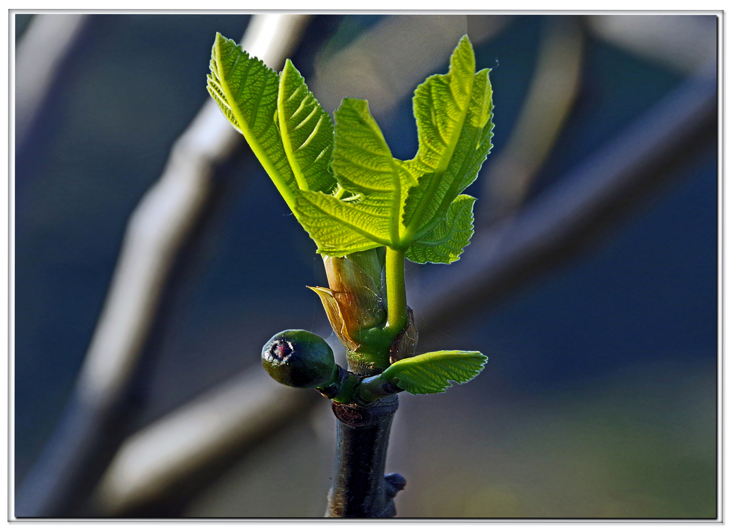 bokeh...