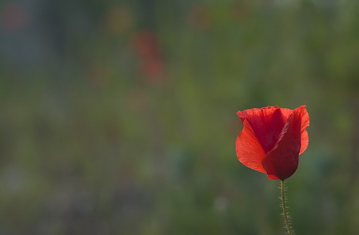 Bokeh