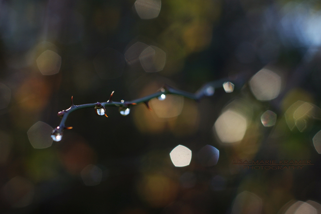 Bokeh