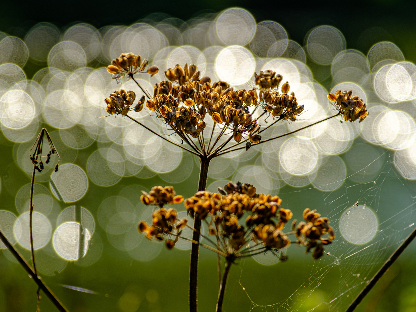 Bokeh