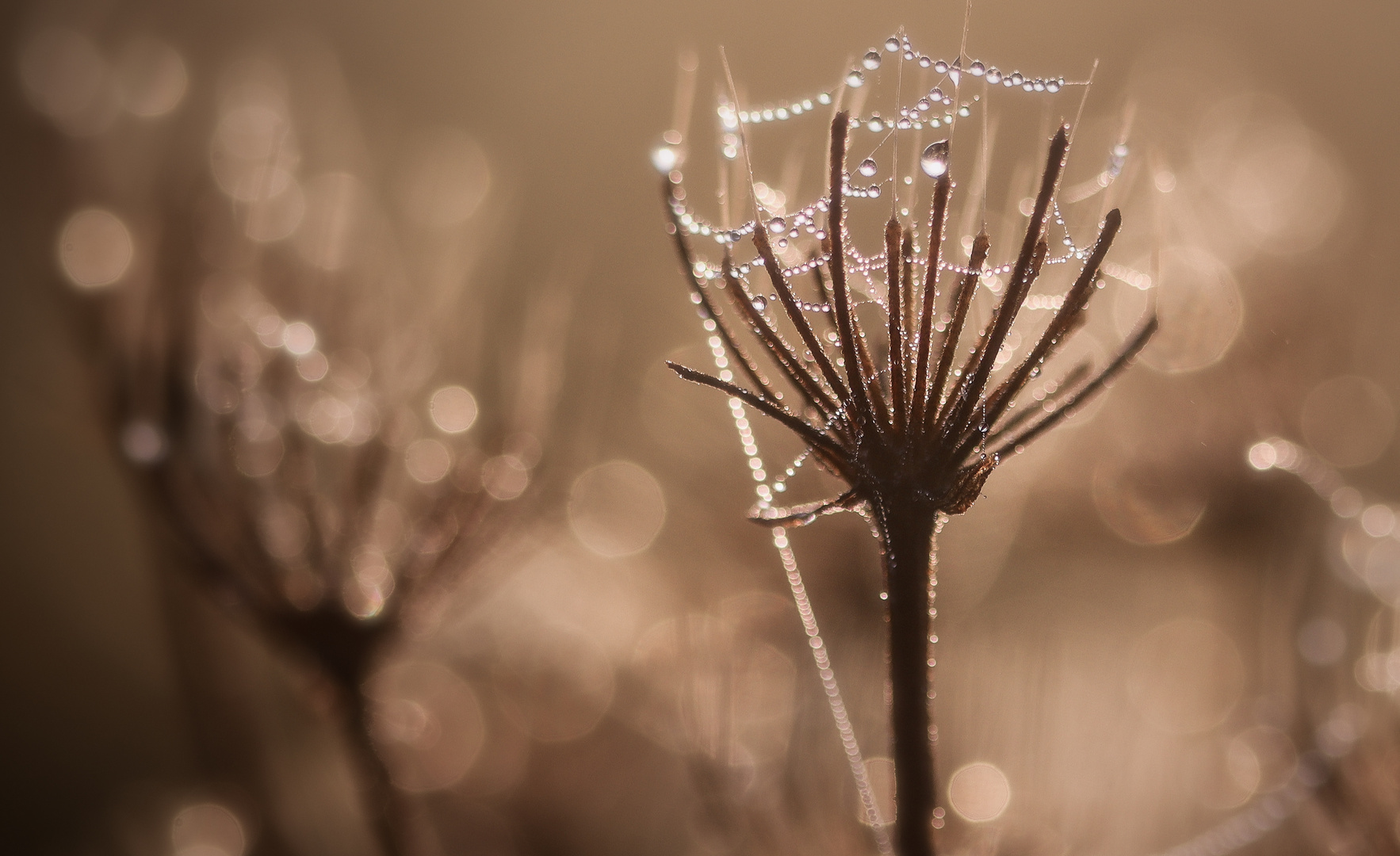                             -Bokeh-