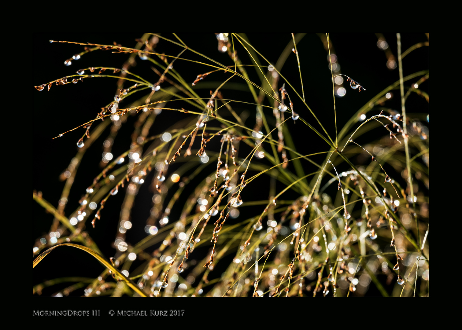 Bokeh