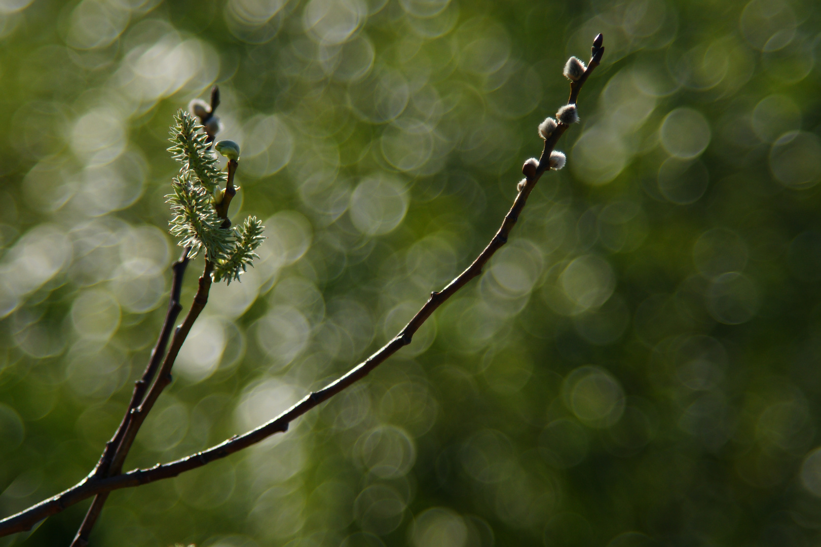 Bokeh