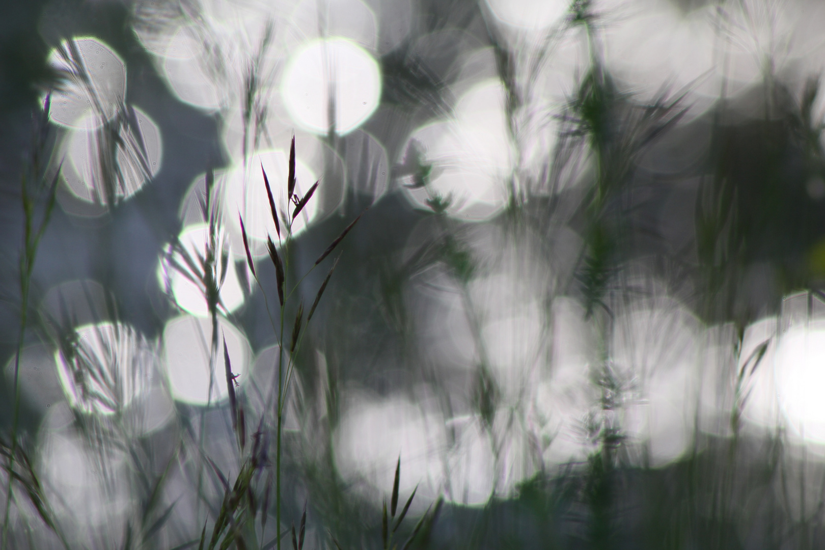 bokeh at the river bank