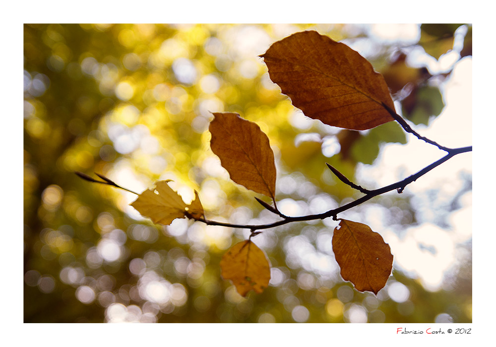 Bokeh autunnale