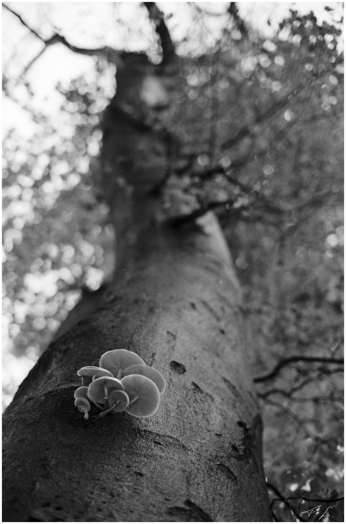 Bokeh-Baum