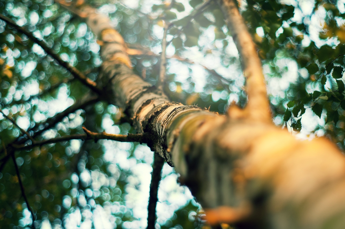 bokeh birch