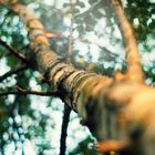 bokeh birch