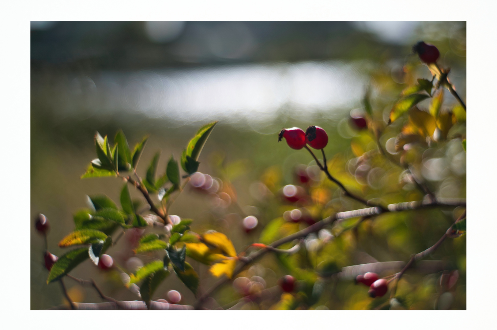 Bokeh by the Lake